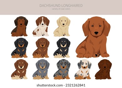Dachshund long haired puppies clipart. Different poses, coat colors set.  Vector illustration svg