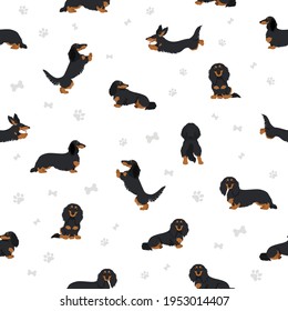 Dachshund long haired seamless pattern. Different poses, coat colors set.  Vector illustration