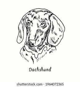 Dachshund muzzle front view. Ink black and white doodle drawing in woodcut style.