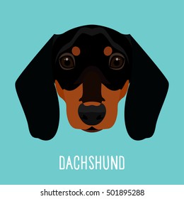 Dachshund. Nature, domestic animal theme. Abstract flat dachshund portrait isolated on blue for card, placard, t-shirt, book, album, invitation, poster, note, sketch book etc.