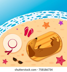 Dachshund on the beach sleeping on a towel surrounded by hats, Slippers, sunglasses, starfish. Vector