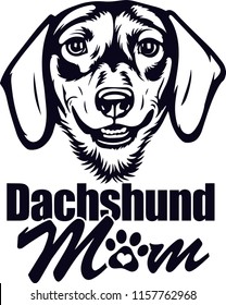 Dachshund Pedigree Dog Breed Isolated Pet Puppy Face