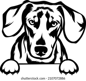 Dachshund Peeking Dog Cute Vector Image 