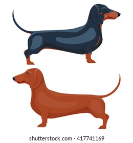 dachshund pet vector illustration isolated on a white background