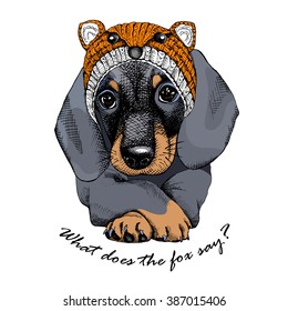 Dachshund portrait in a fox hat. Vector illustration.
