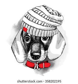 Dachshund portrait in a knitted hat with red collar. Vector illustration.