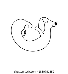 Dachshund practices yoga back bending. Yoga dog, relaxation and sports. Vector isolated doodle illustration. Hand drawn animal black and white puppy icon