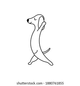 Dachshund practices yoga and meditates standing. Yoga dog, relaxation and sports. Vector isolated doodle illustration. Hand drawn animal black and white