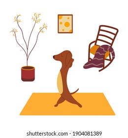 Dachshund practices yoga and meditates standing on yoga mat. Yoga dog, relaxation and sports. Rocking chair and plaid, potted plant, painting on the wall. Room interior. Vector cartoon colorful animal