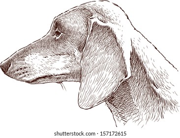 dachshund profile