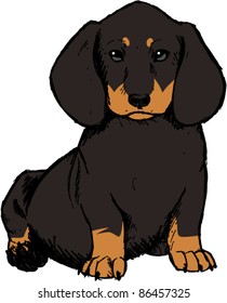 Dachshund Puppy