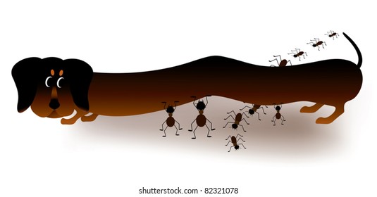Dachshund puppy and ants