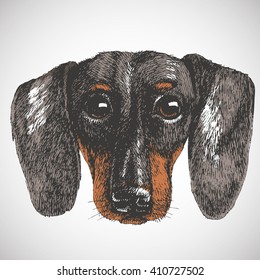 Dachshund puppy. Dog portrait. Realistic vector illustration design. 