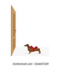 Dachshund with a red bow stands in front of a closed door on a white background