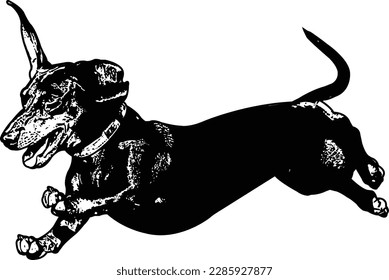 dachshund running sketch illustration - vector