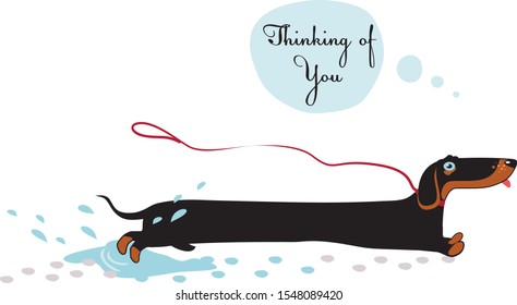 dachshund runs through the puddles, happy dog