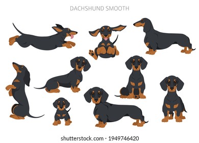 Dachshund short haired clipart. Different poses, coat colors set.  Vector illustration svg