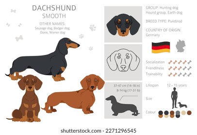 Dachshund short haired clipart. Different poses, coat colors set.  Vector illustration