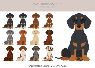 Dachshund short haired clipart. Different poses, coat colors set.  Vector illustration svg
