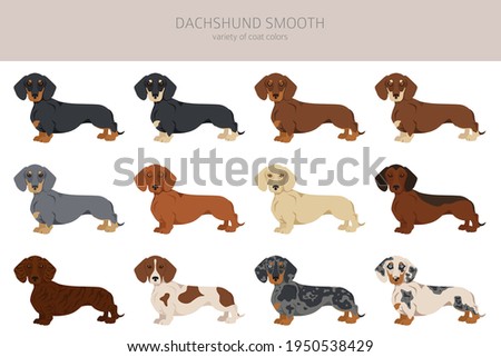 Dachshund short haired clipart. Different poses, coat colors set.  Vector illustration