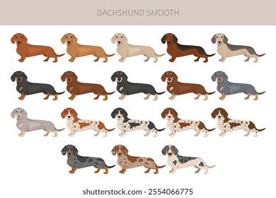 Dachshund short haired dog clipart. Different coat colors set.  Vector illustration