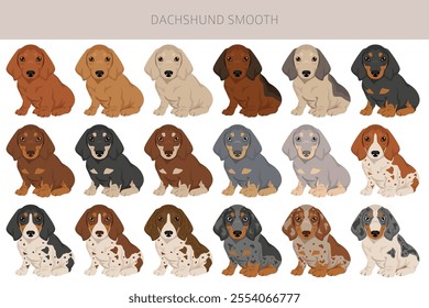 Dachshund short haired dog clipart. Different coat colors set.  Vector illustration