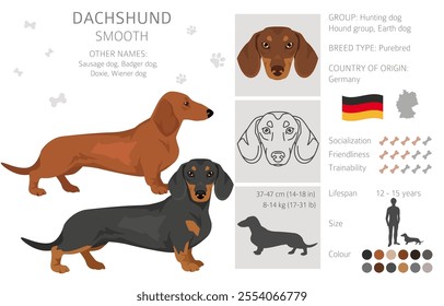 Dachshund short haired dog clipart. Different coat colors set.  Vector illustration