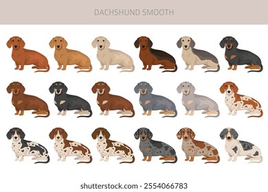 Dachshund short haired dog clipart. Different coat colors set.  Vector illustration