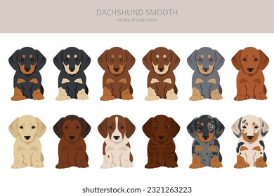 Dachshund short haired puppies clipart. Different poses, coat colors set.  Vector illustration