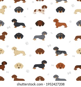 Dachshund short haired seamless. Different poses, coat colors set.  Vector illustration