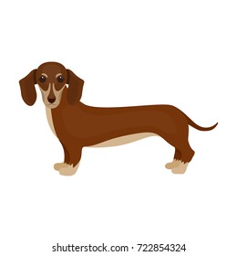 Dachshund, single icon in cartoon style.Dachshund, vector symbol stock illustration web.