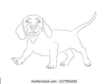 dachshund stands dog lines vector, white background