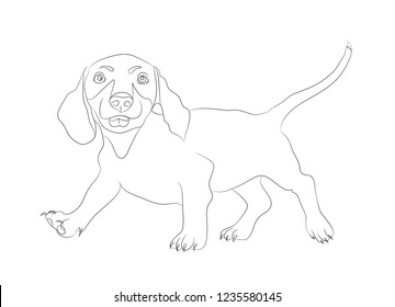 dachshund stands dog lines, vector, white background