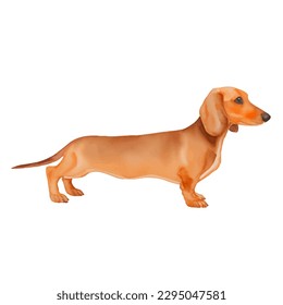 dachshund with style hand drawn watercolor digital painting illustration svg