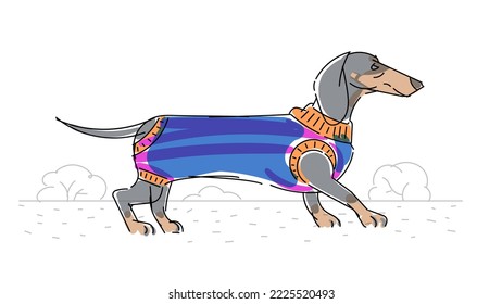 Dachshund in a sweater for dogs on a walk, minimalist vector dawing