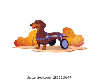 Dachshund using a rear mobility wheelchair in an autumn park. Flat vector illustration of canine disability support and pet rehabilitation

