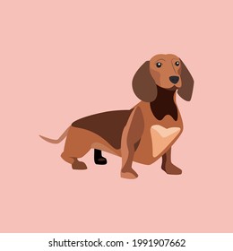 Dachshund vector cartoon illustration. Cute friendly dachshund puppy isolated on pink backgroud