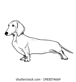 Dachshund vector hand drawing illustration in black color isolated on white background