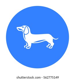 Dachshund vector icon in black style for web