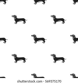 Dachshund vector icon in black style for web