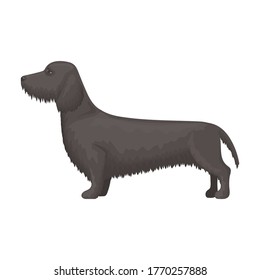 Dachshund vector icon.Cartoon vector icon isolated on white background dachshund.