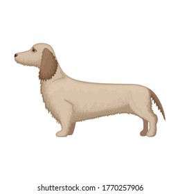 Dachshund vector icon.Cartoon vector icon isolated on white background dachshund.