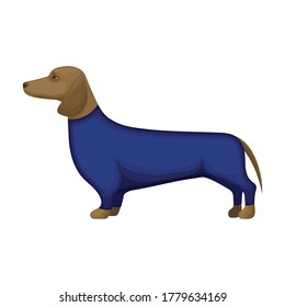 Dachshund vector icon.Cartoon vector icon isolated on white background dachshund.
