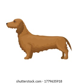 Dachshund vector icon.Cartoon vector icon isolated on white background dachshund.