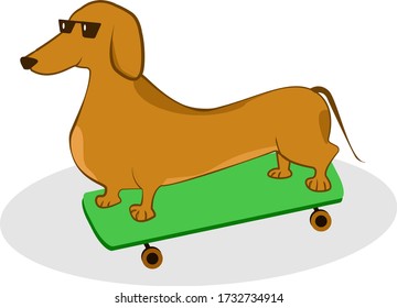 Dachshund - vector illustation. Cool dog in glasses.