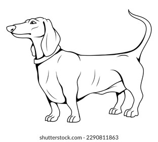 Dachshund. Vector illustration of a sketch dog. Hunting burrow dog