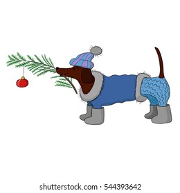 Dachshund in a winter suit keeps in teeth a spruce branch. On the branch is Christmas toy.