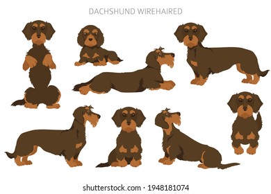 Dachshund wire haired clipart. Different poses, coat colors set.  Vector illustration