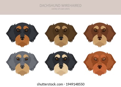 Dachshund wire haired clipart. Different poses, coat colors set.  Vector illustration