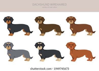 Clipart de cable de Dachshund. Postas diferentes, colores de abrigo.  Ilustración del vector